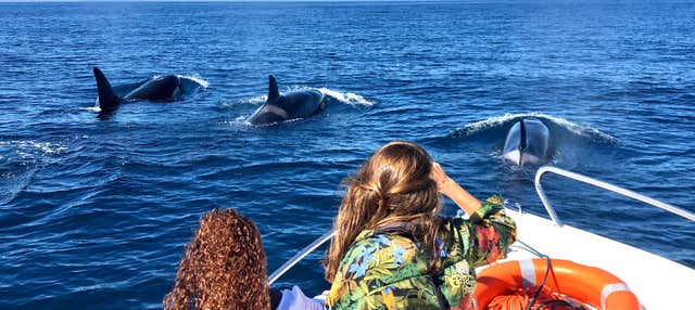 Avvistamento di delfini a Faro