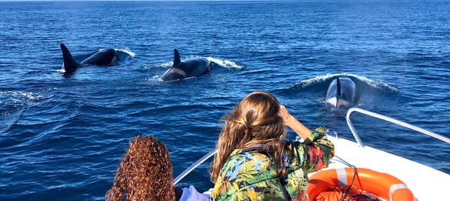 Avistamento de golfinhos em Faro