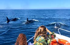 Avvistamento di delfini a Faro