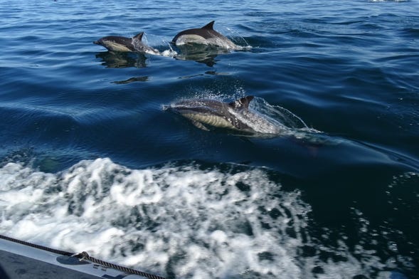 Avistamento de golfinhos de lancha