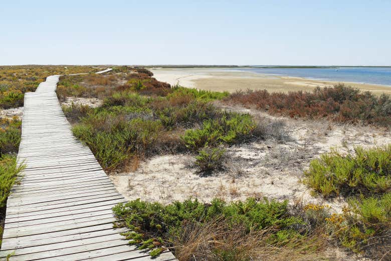 Un sendero en Isla Deserta