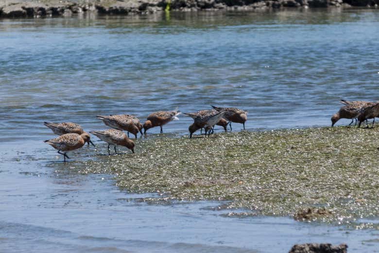 Aves na costa da ria