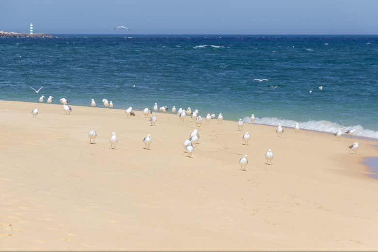 Aves en Isla Deserta