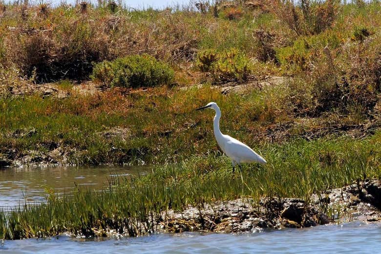 Aves autóctonas de la Ría Formosa