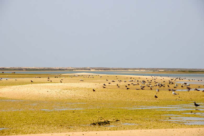 Observaremos as aves da Ria Formosa