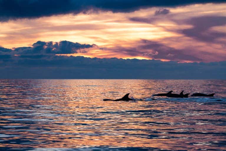 Admire the dolphins at sunset