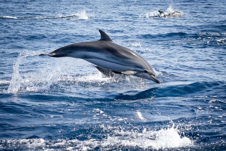 Atlantic dolphins