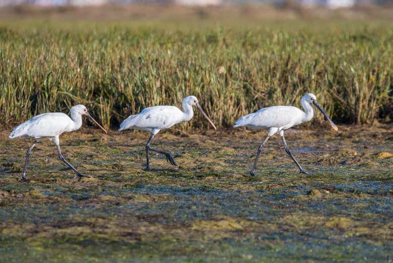 Eurasian spoonbills on the Ria Formosa