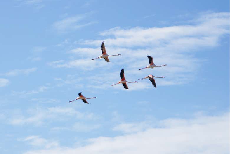 Flamingos flying over the marshes