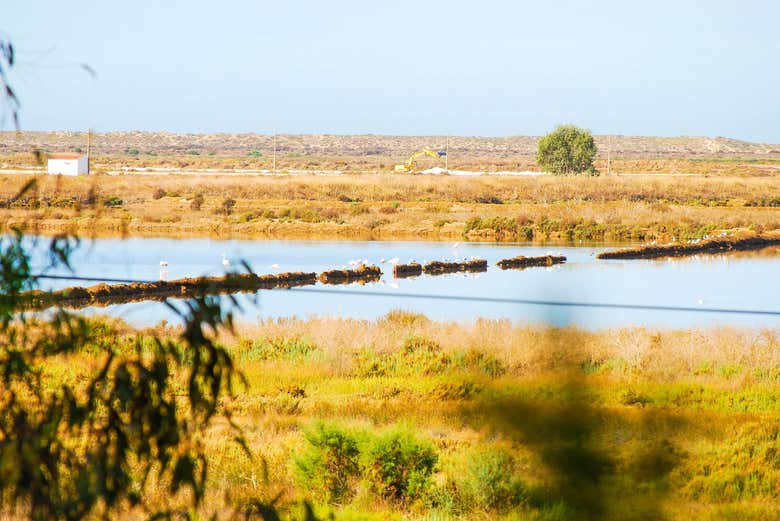 Ria Formosa