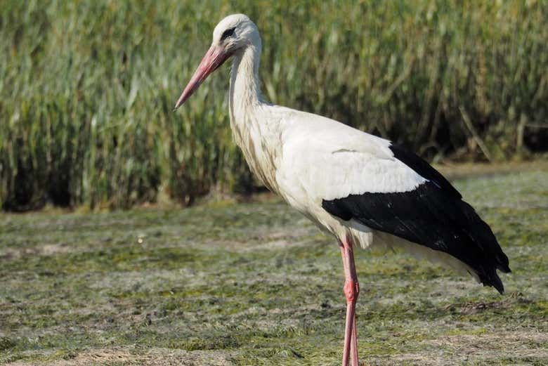 Aves na Ria Formosa