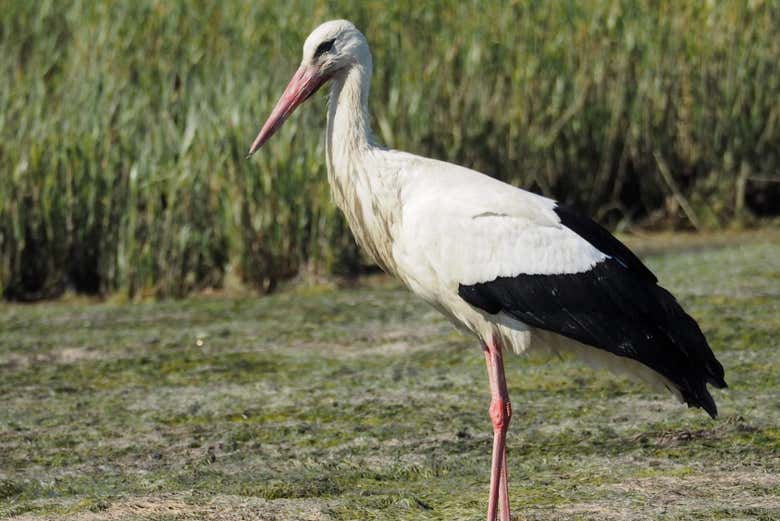 Oiseau de la Ria Formosa