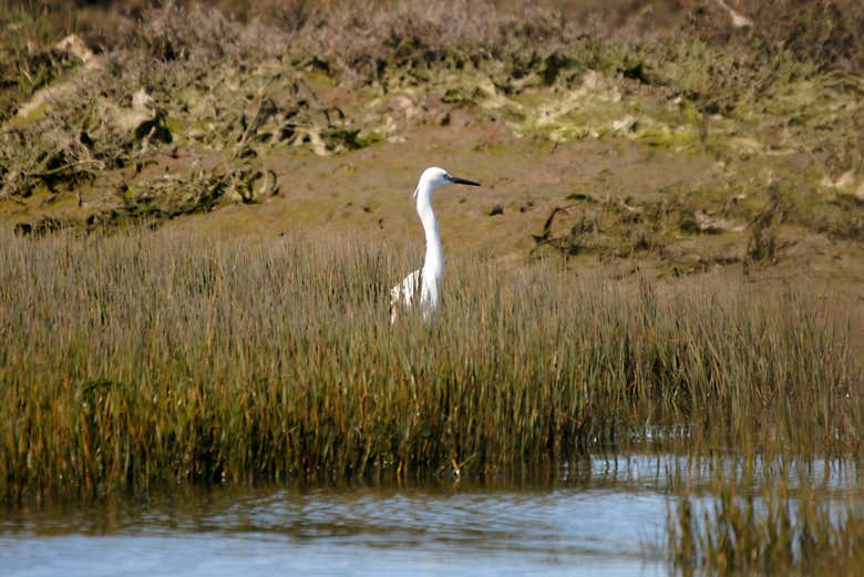 Observando aves na Ria Formosa