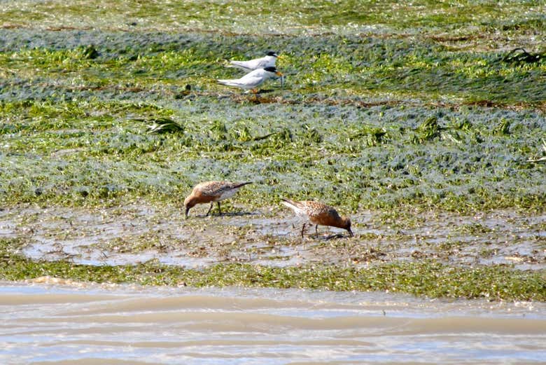 Diferentes espécies na Ria Formosa