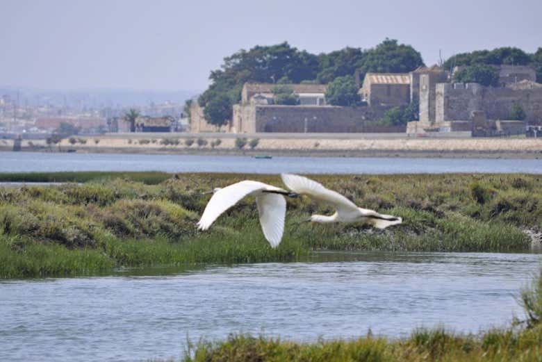 Pássaros na Ria Formosa