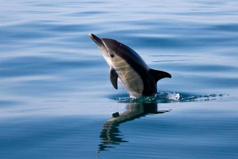 Dolphin watching in Faro