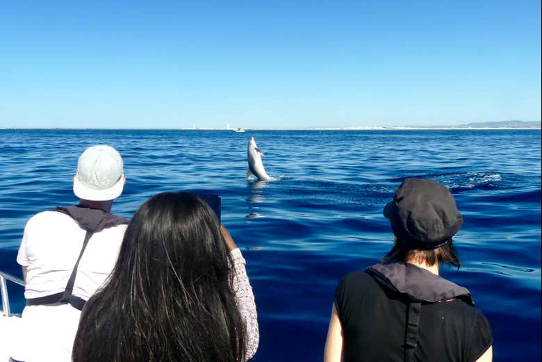 Dolphins jumping