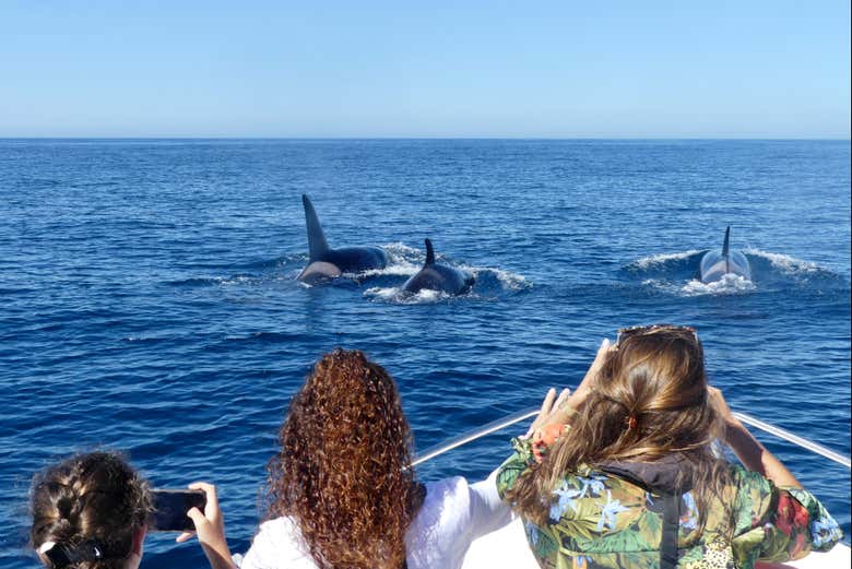 Taking photos of the dolphins