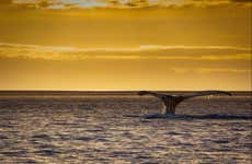 Avvistamento di cetacei al tramonto