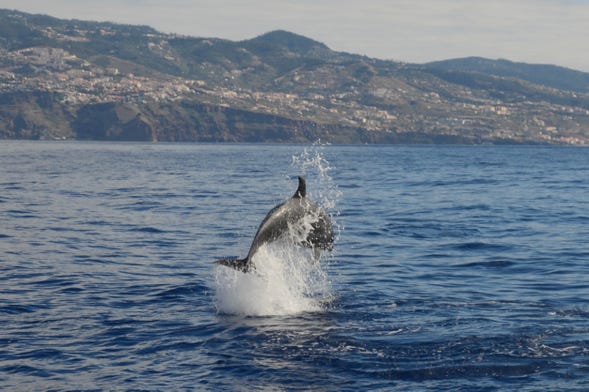 Avistamento de cetáceos de catamarã
