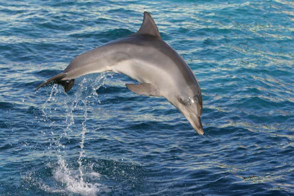 Avistamento de cetáceos de catamarã