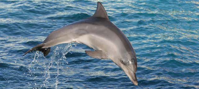 Avistamiento de delfines y ballenas en catamarán