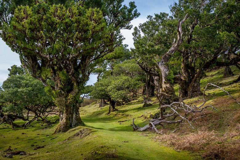 Los árboles milenarios de Fanal