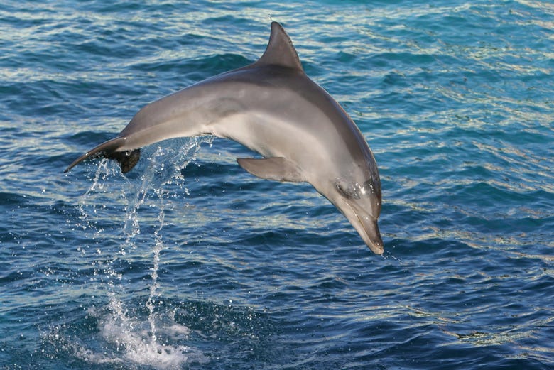 Avistando delfines