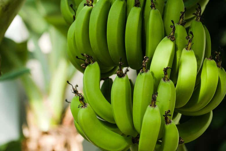 Bananes de Madère
