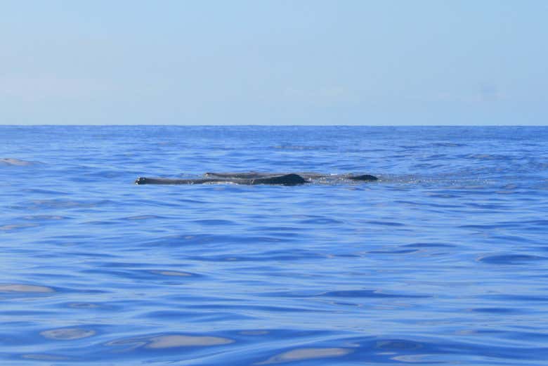 Esemplari di cetacei all'isola di Madeira
