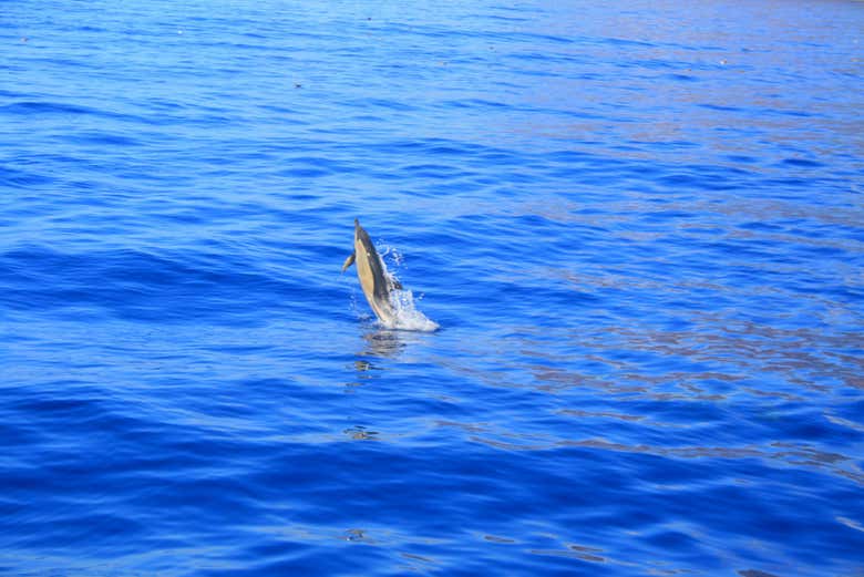 Cetacei dell'isola di Madeira