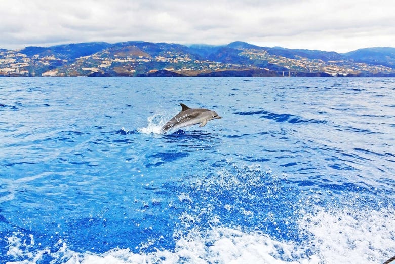 Delfín nadando frente a la costa de Madeira