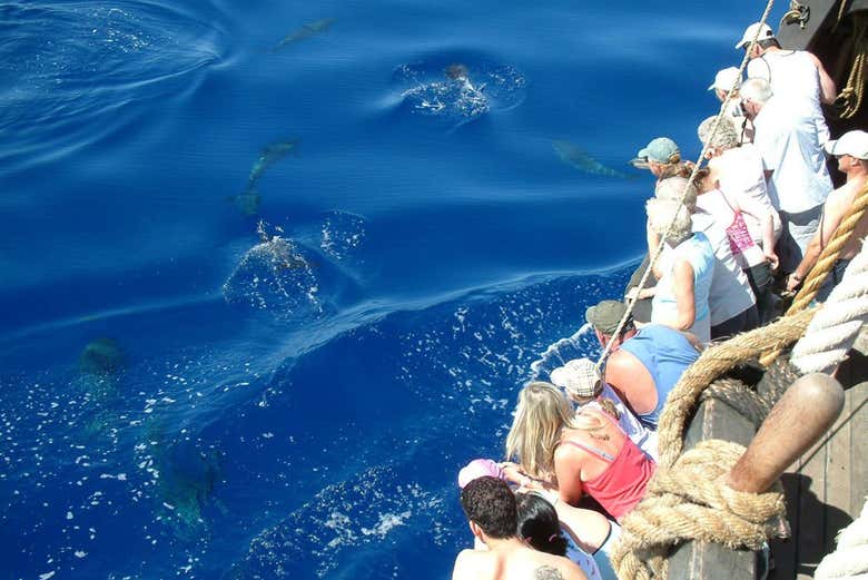 Avistando delfines desde la carabela