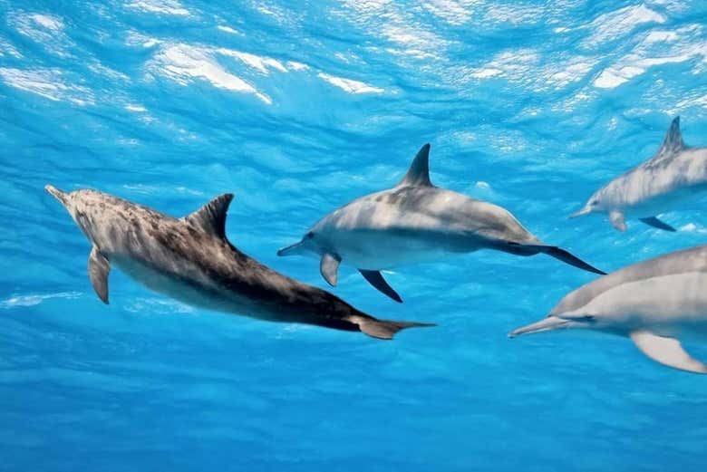 Swim with dolphins in Madeira