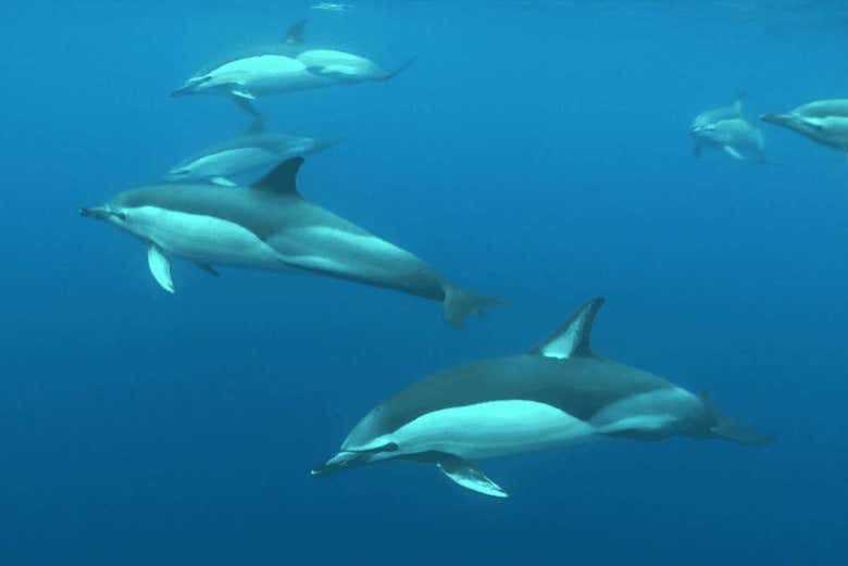 Dolphins in the Atlantic Ocean around Madeira