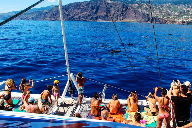 Avistando los delfines del sur de Madeira