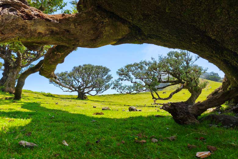 Step into the magic of this ancient laurel forest