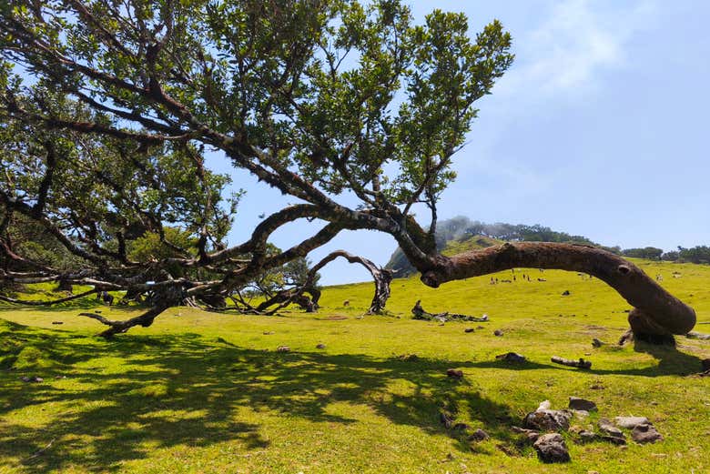 Marvel at the unique shapes of the Laurissilva trees