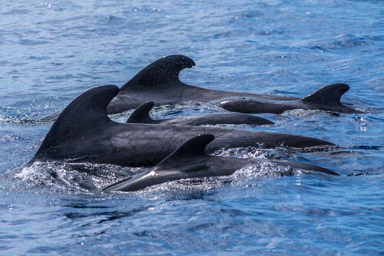 Pod of dolphins in Madeira