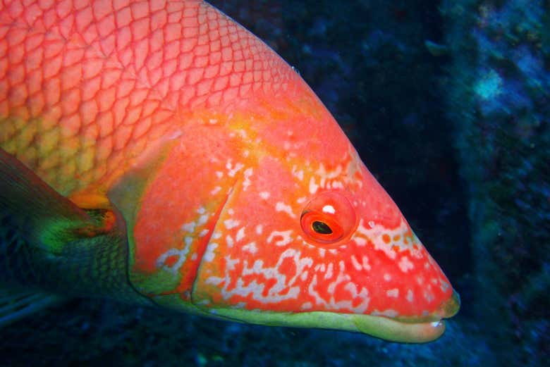 A fauna marinha de Garajau