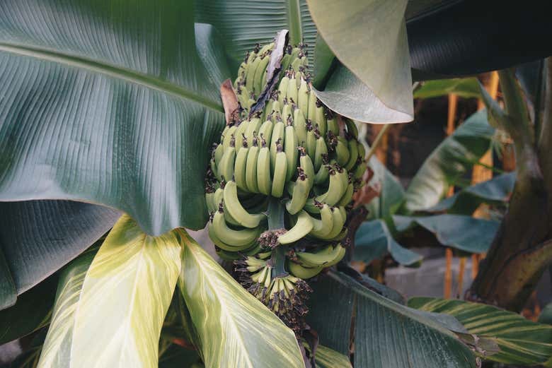 Apprenez comment sont cultivées les bananes