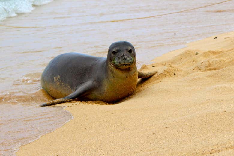 Uma das focas da ilha