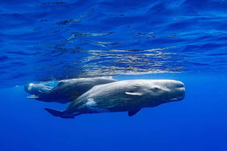 Observez les baleines