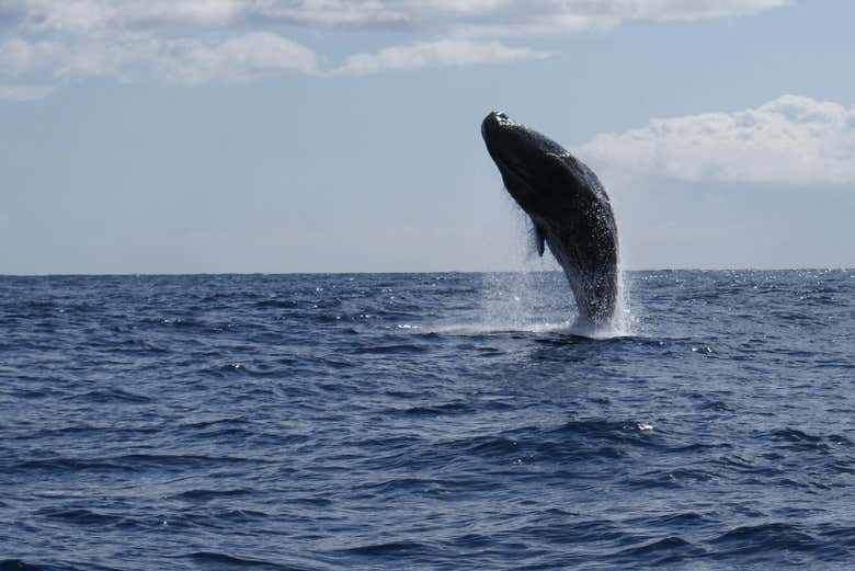 Baleine sautant à la surface de l'eau