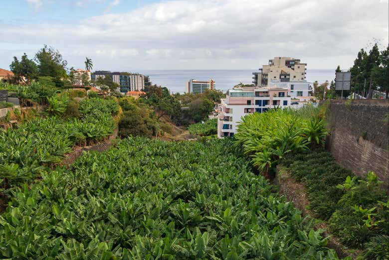 Plantation de bananes à Madère