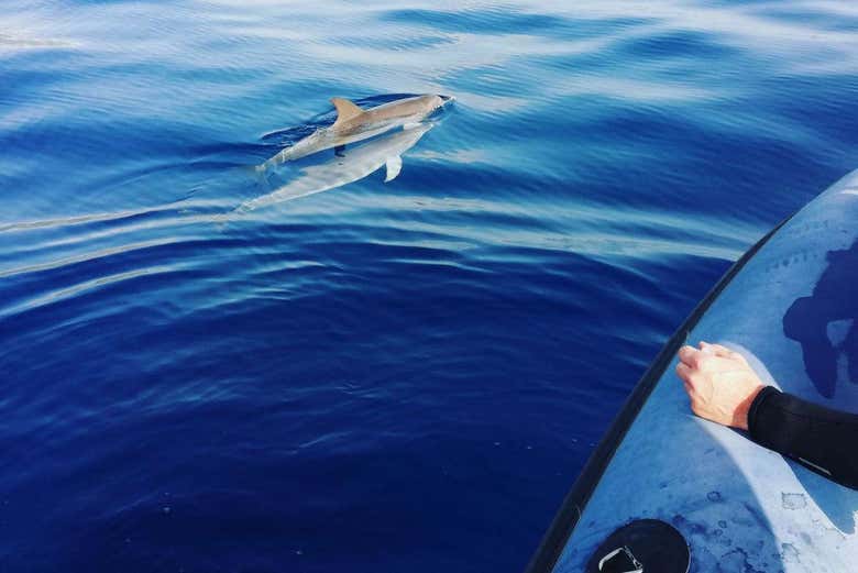Spotting dolphins from the boat