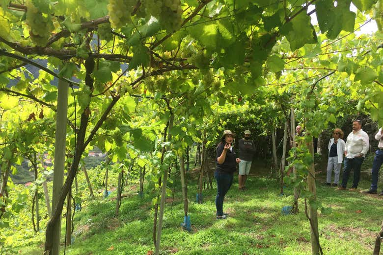 El guía explicando el proceso de elaboración del vino