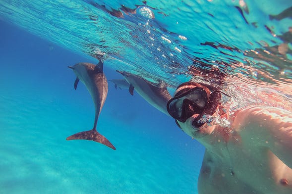 Nado con delfines en la Isla de Madeira