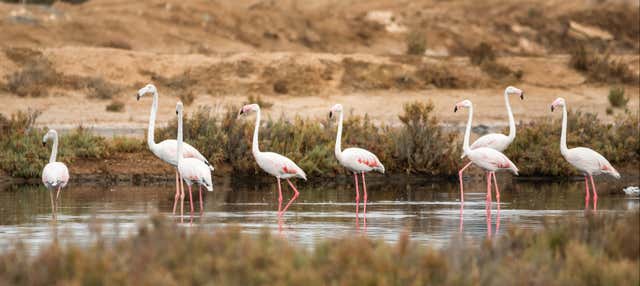 Ria Formosa Bird Watching