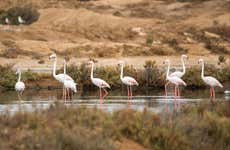 Avistamiento de aves en la Ría Formosa